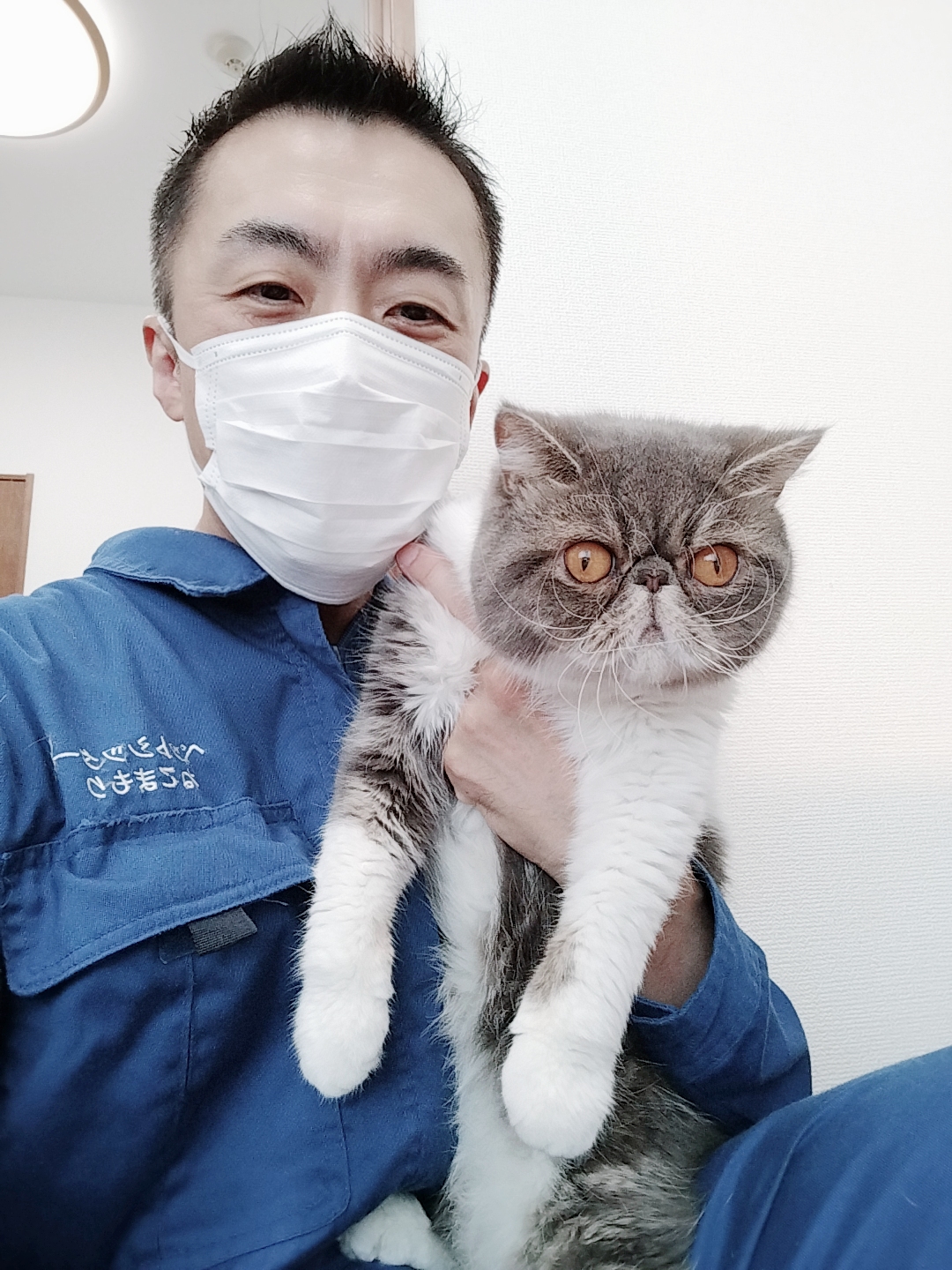 中野区 お得意様 毛玉ボール大好き エキゾチックショートヘアくん お世話レポート🐈