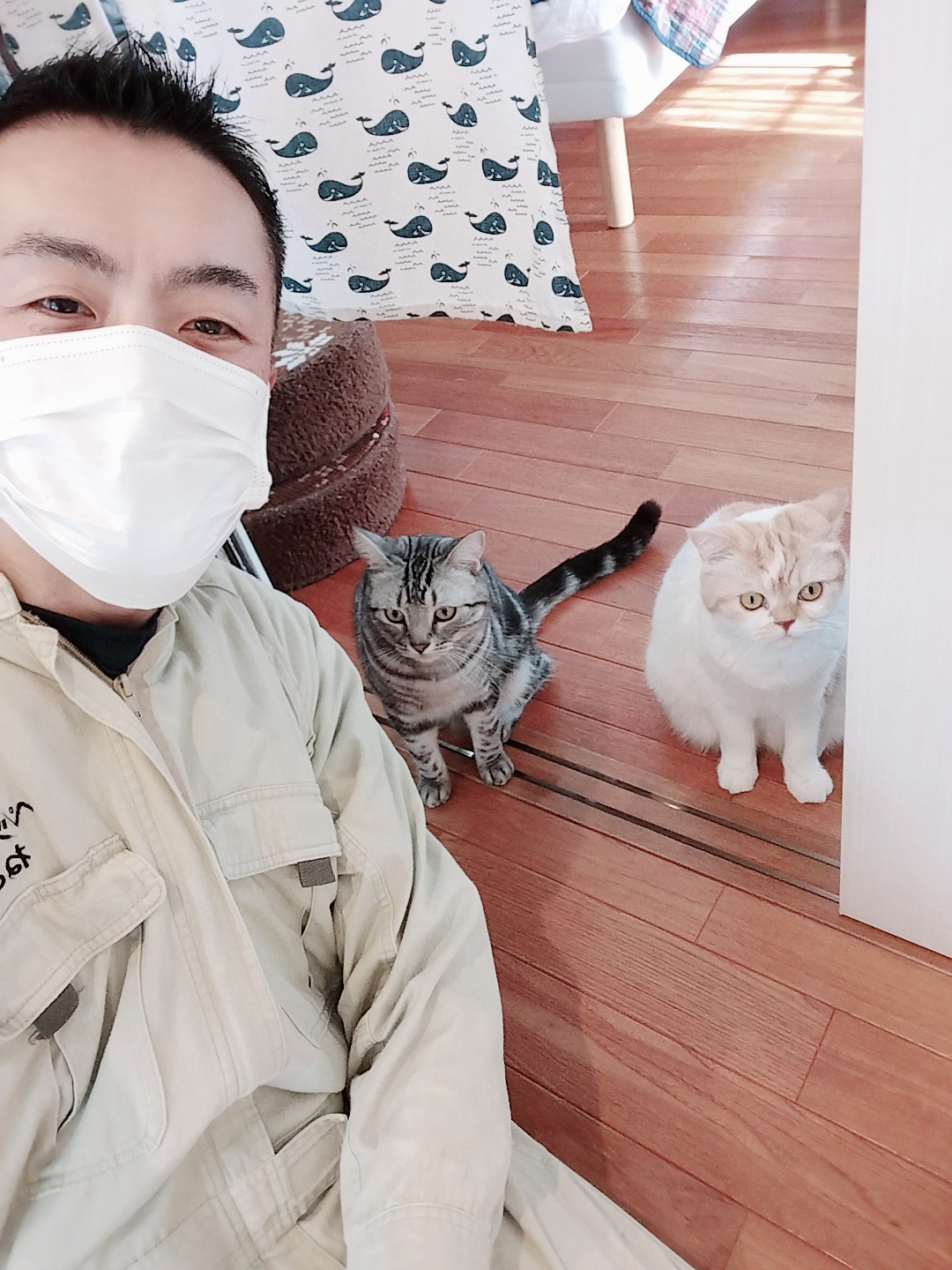 渋谷区 ご新規様 内気なスコティッシュフォールドちゃん& 元気一杯アメリカンショートヘアくん お世話レポート🐈