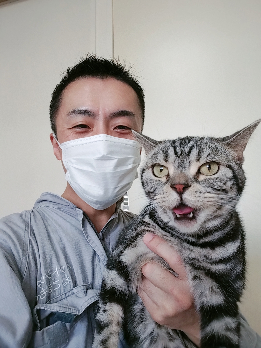 新宿区 お得意様 凄い瞬発力の アメリカンショートヘアちゃん お世話レポート🐈