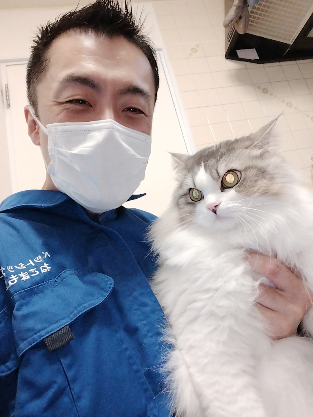 中野区 お得意様 毛玉ボールでダンシング ラガマフィンくん お世話レポート🐈