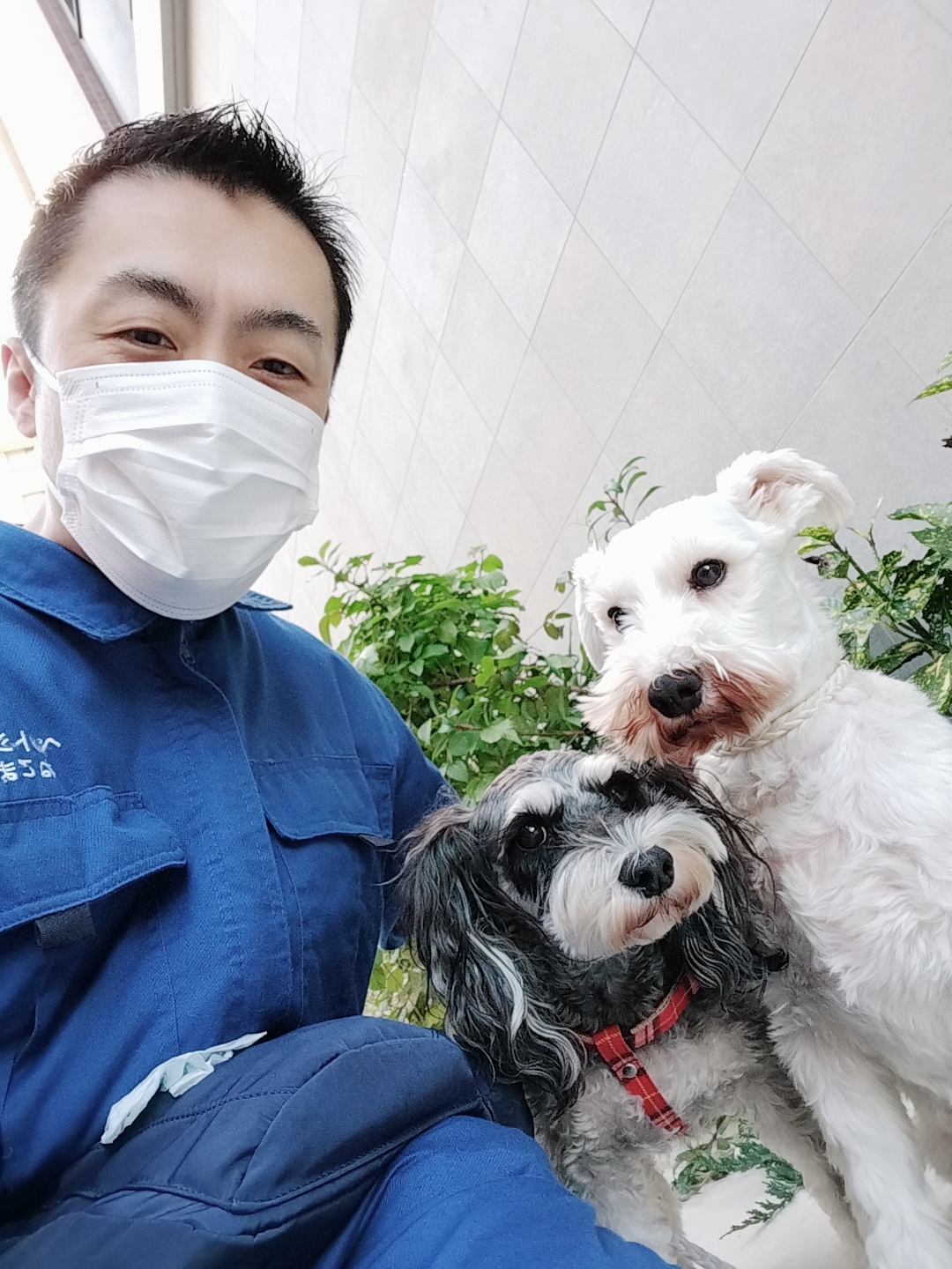 中野区 お得意様 仲良しミニチュアシュナウザーちゃん お世話レポート🐶