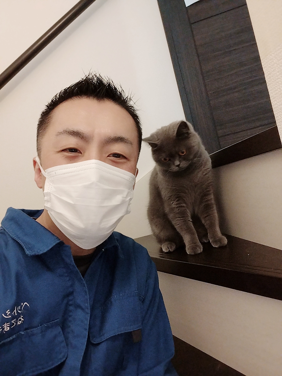 新宿区 お得意様 おてんばブリティッシュショートヘアちゃん お世話レポート🐈