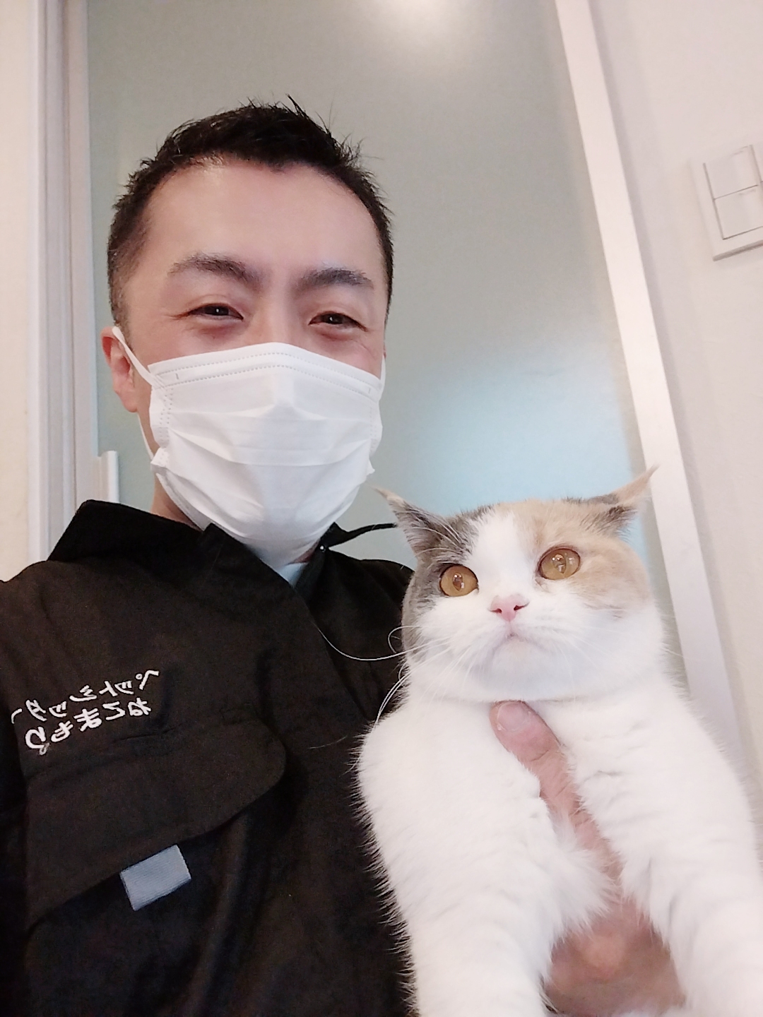 新宿区 お得意様 目にも留まらぬ速さの ブリティッシュショートヘアちゃん お世話レポート🐈