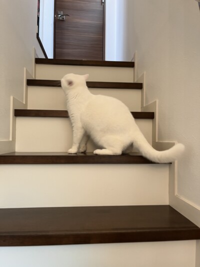 マンチカンちゃんのカウンセリング