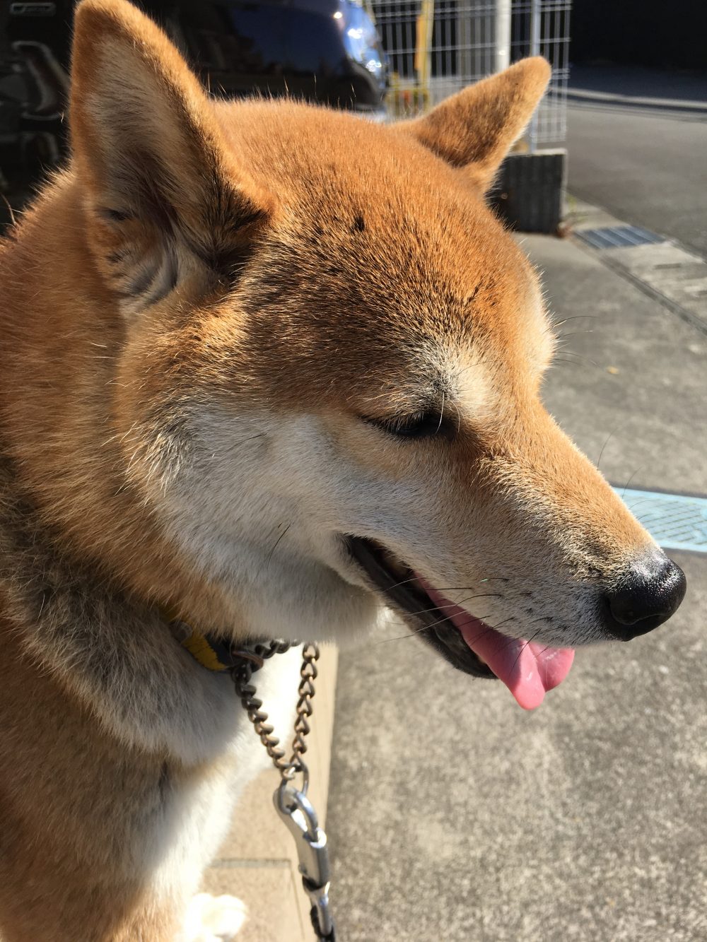 30.11.30〜12.7 焼津市柴犬いっちー君のお散歩