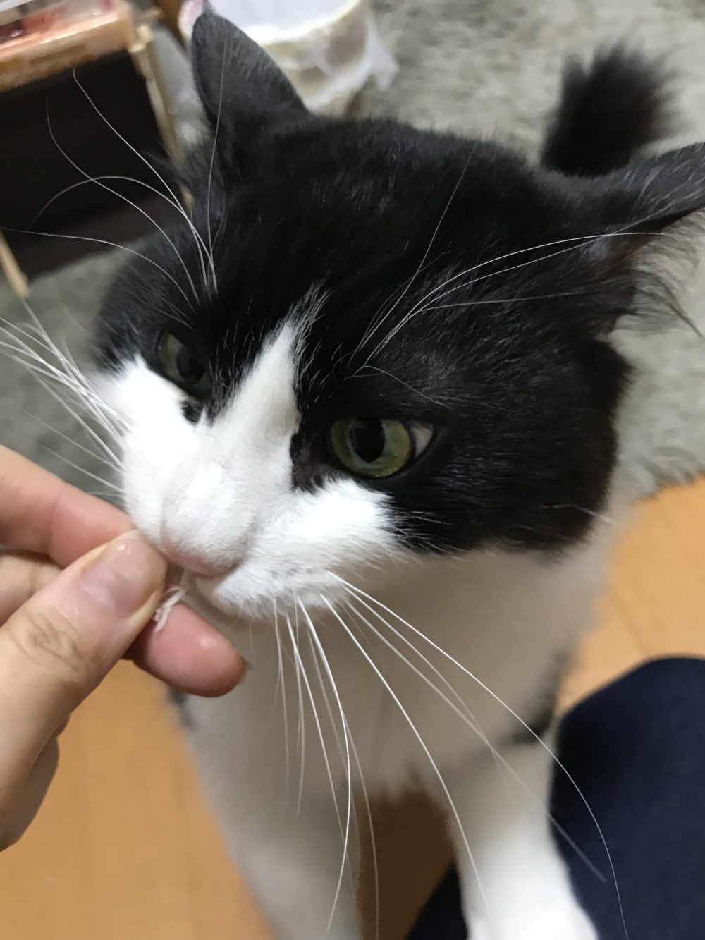 キャットシッター☆福岡市博多区 リン君③