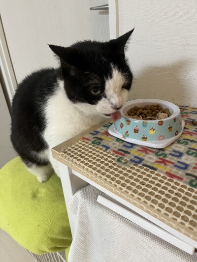 にゃんちゃんのお世話🐈