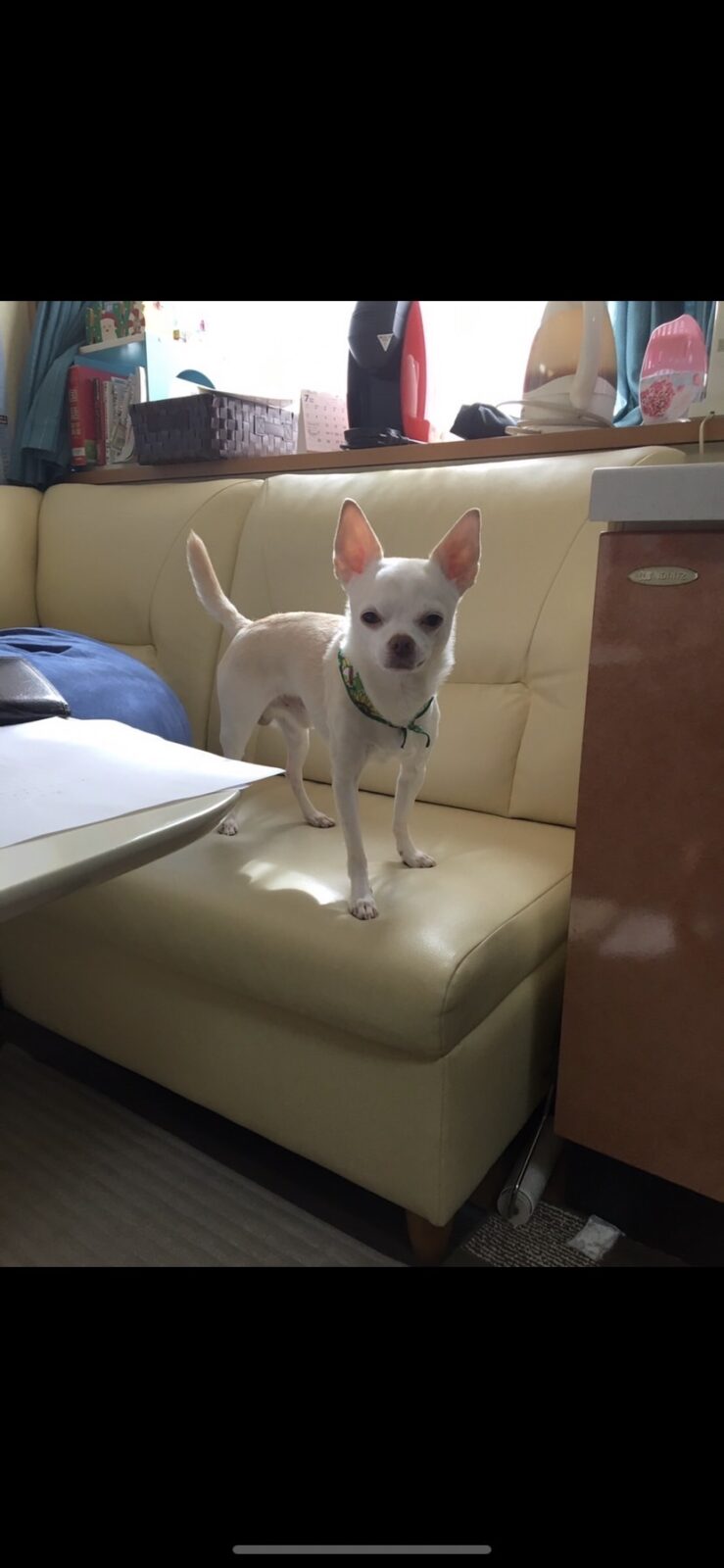 チワワとパグのmixワンコ💕