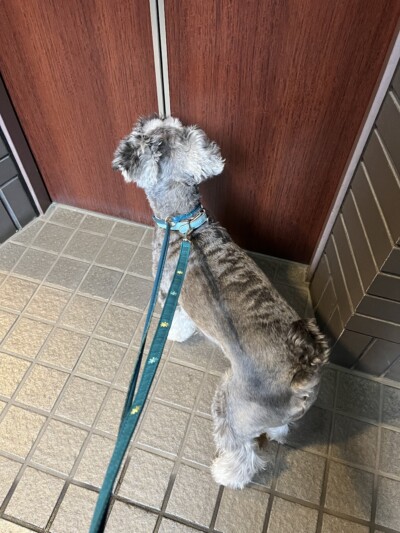 シュナウザーちゃんのお世話🐾