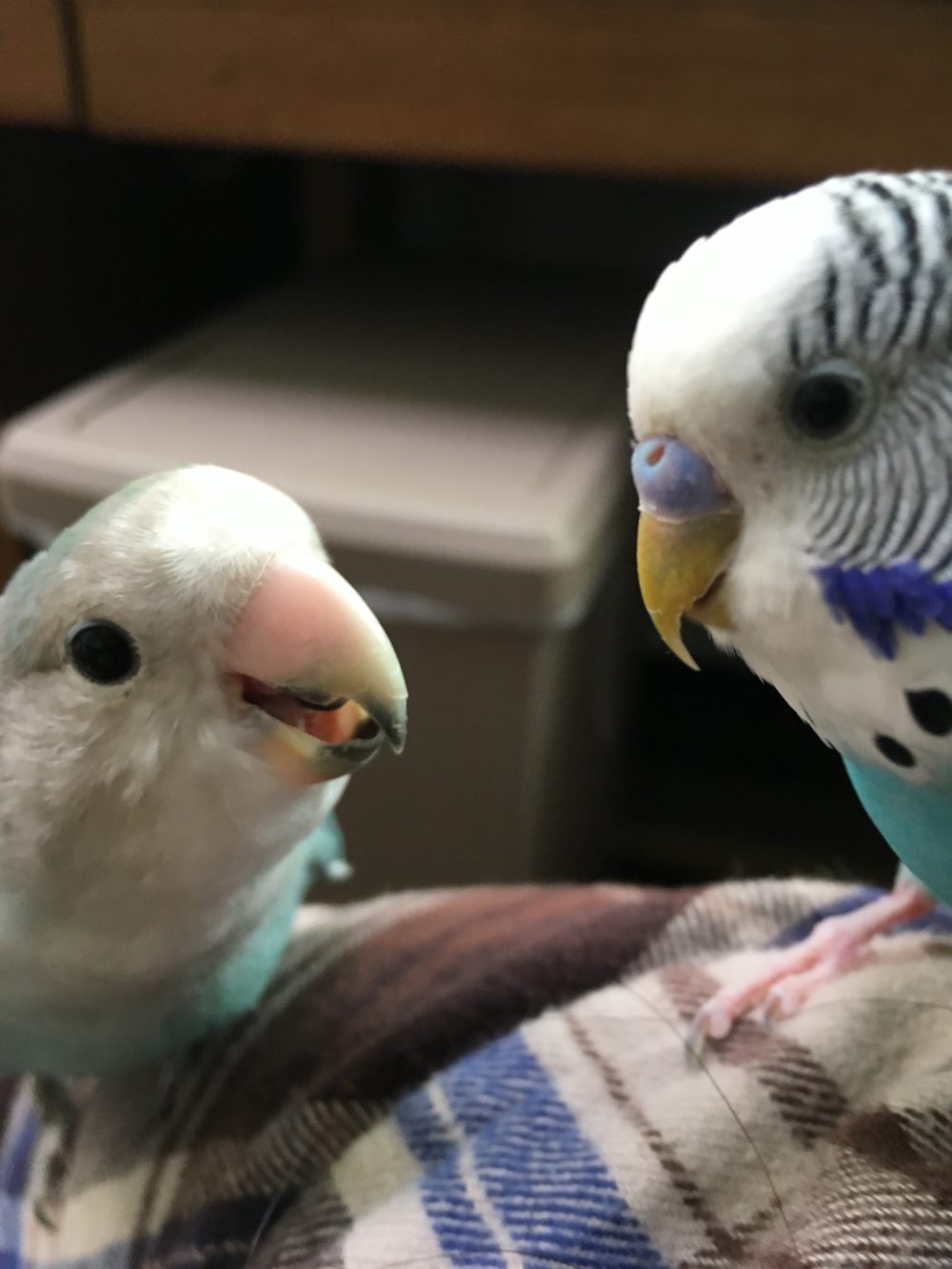 島田市のいっちゃん、にこちゃん(猫)ソラちゃん、ピーちゃん(鳥)亀さんの飼い主様からのメール