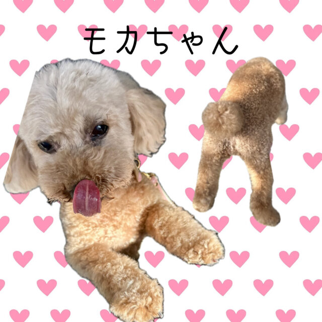 トイプードルのモカちゃん 頑張ったリングドッグ!渋谷区