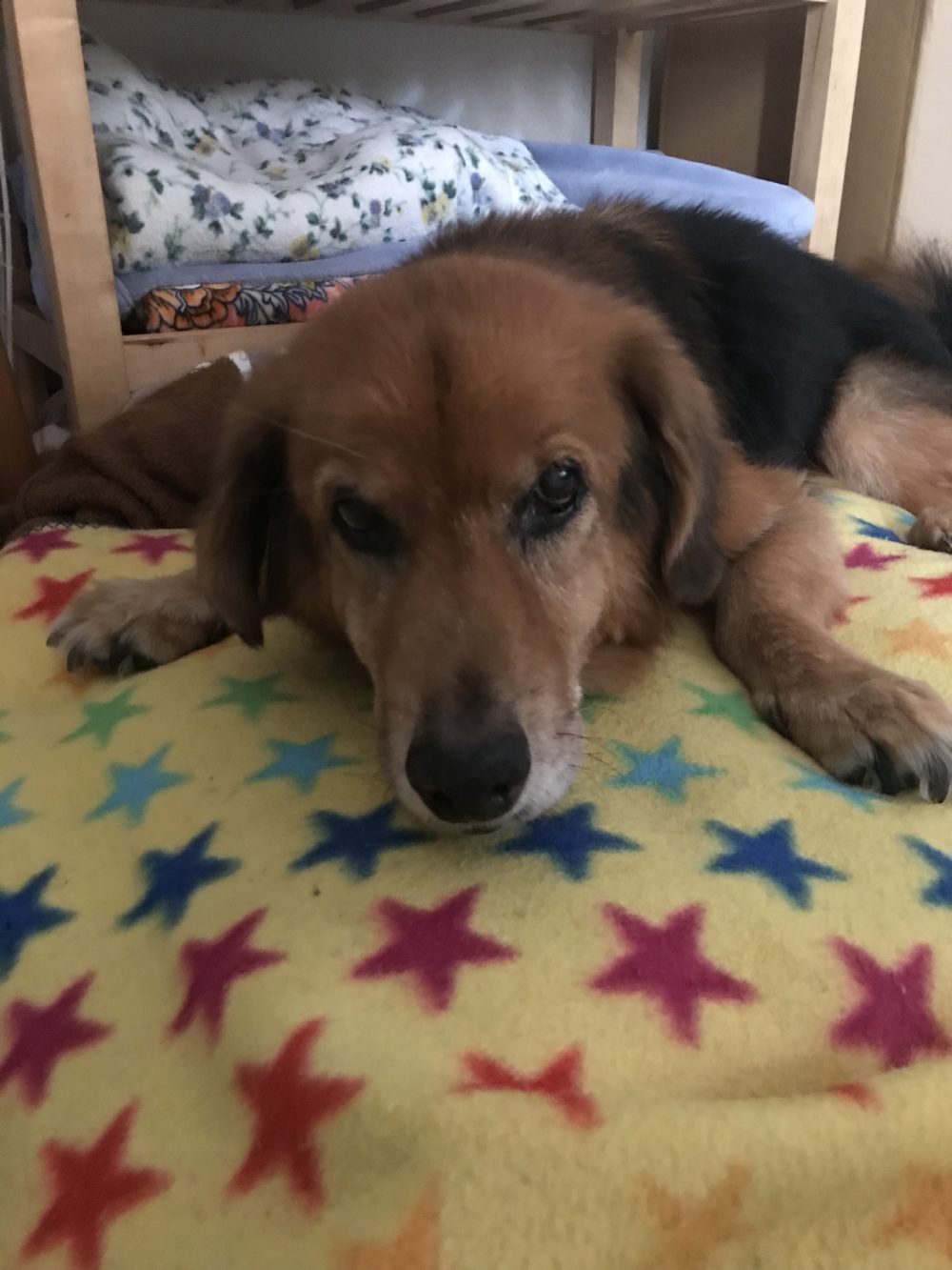 船橋市の老犬びくちゃんのお留守番