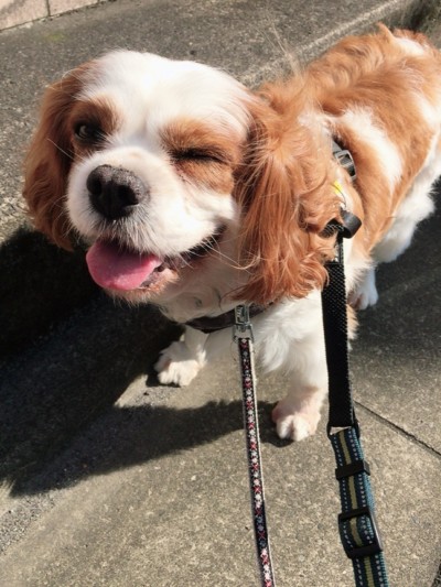 夏のお散歩🌻🎶