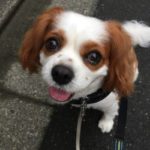 お散歩&お世話🐾