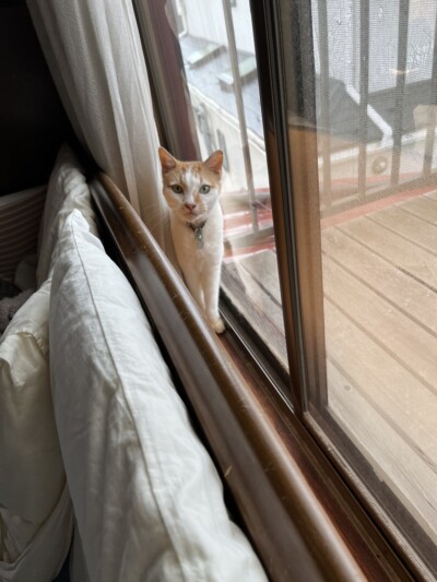 シニア猫ちゃんのカウンセリング🐈