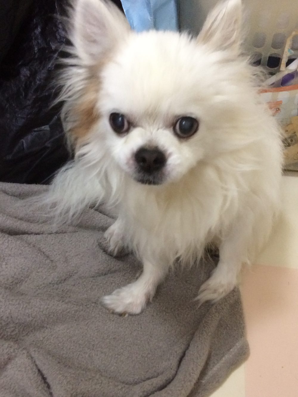 30.7.5  島田市のビリー君 お世話3日目