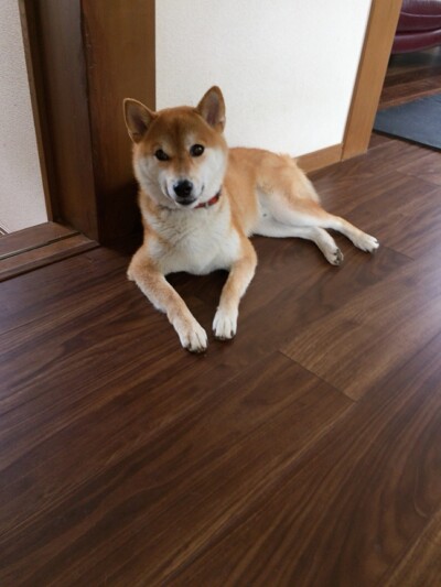 カウンセリング🐕🐾