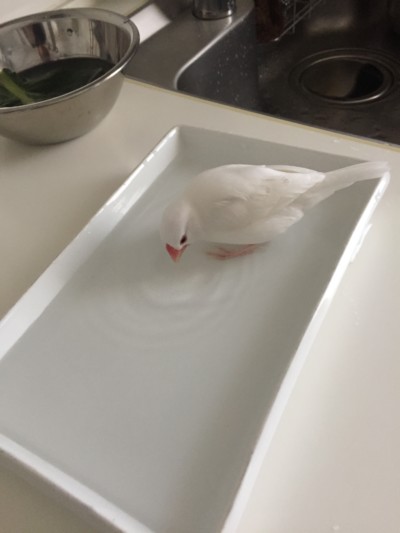 手乗り文鳥さんのお世話🕊