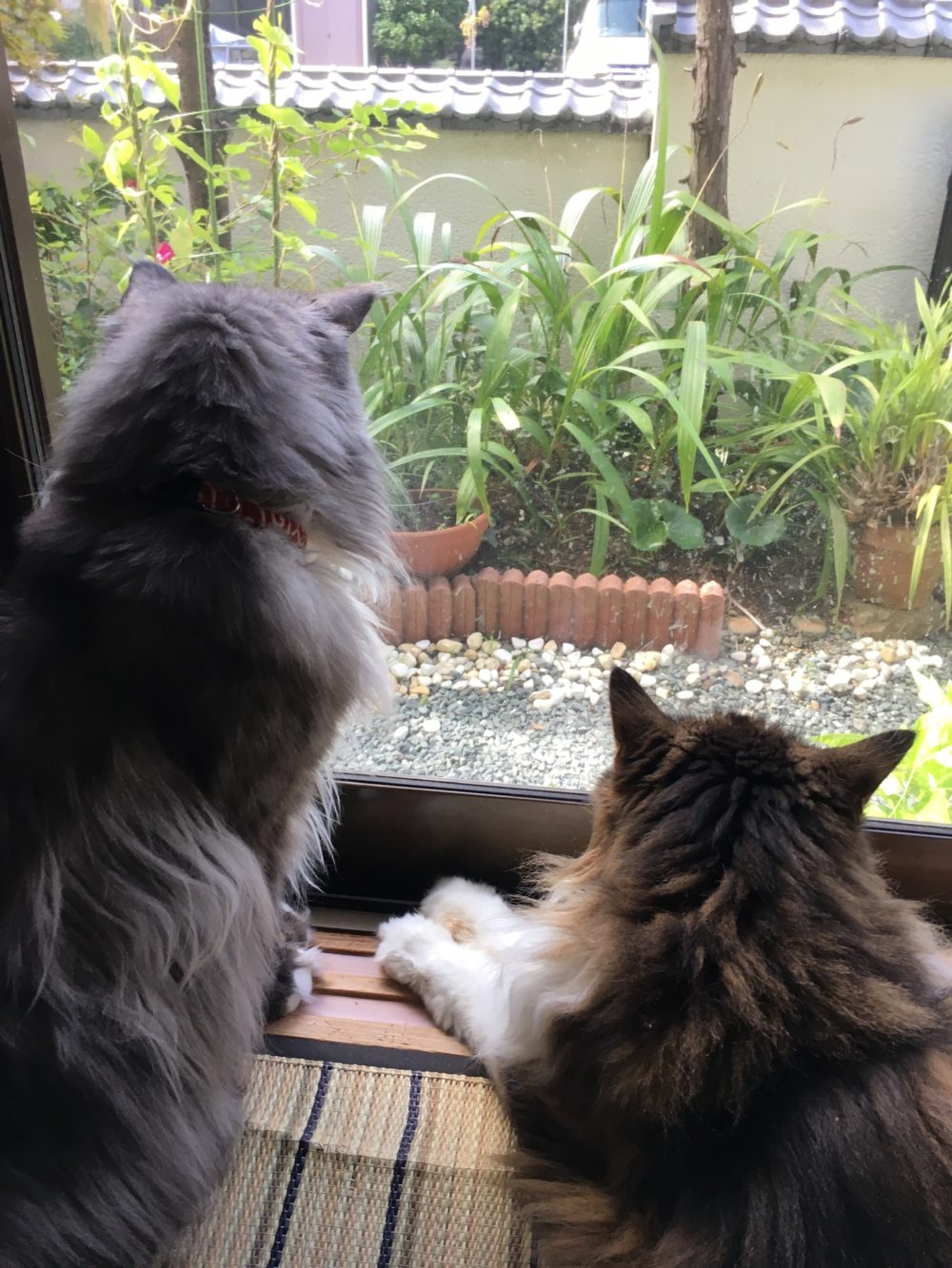 R1.9.7〜9.8藤枝市なかよしメインクーンズ