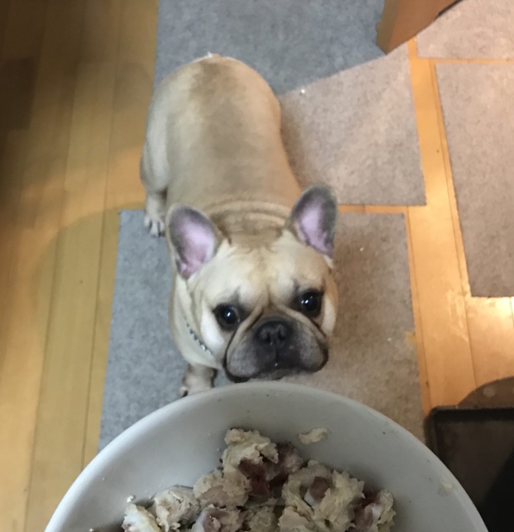 ペットシッター☆福岡市博多区 フレブル金吾君&猫のやえちゃん④