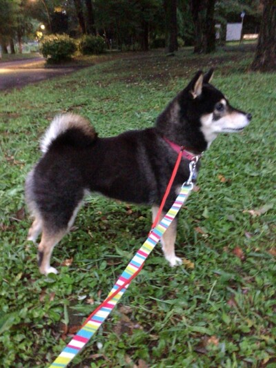 カウンセリング〜お散歩代行