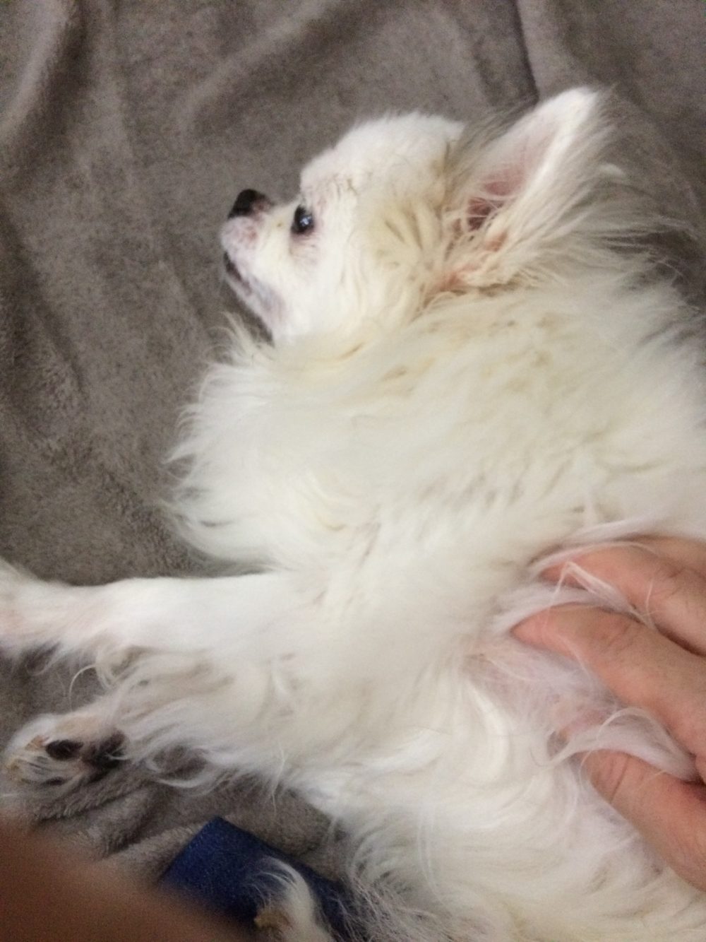 30.7.6 島田市のビリー君 4日目のお世話