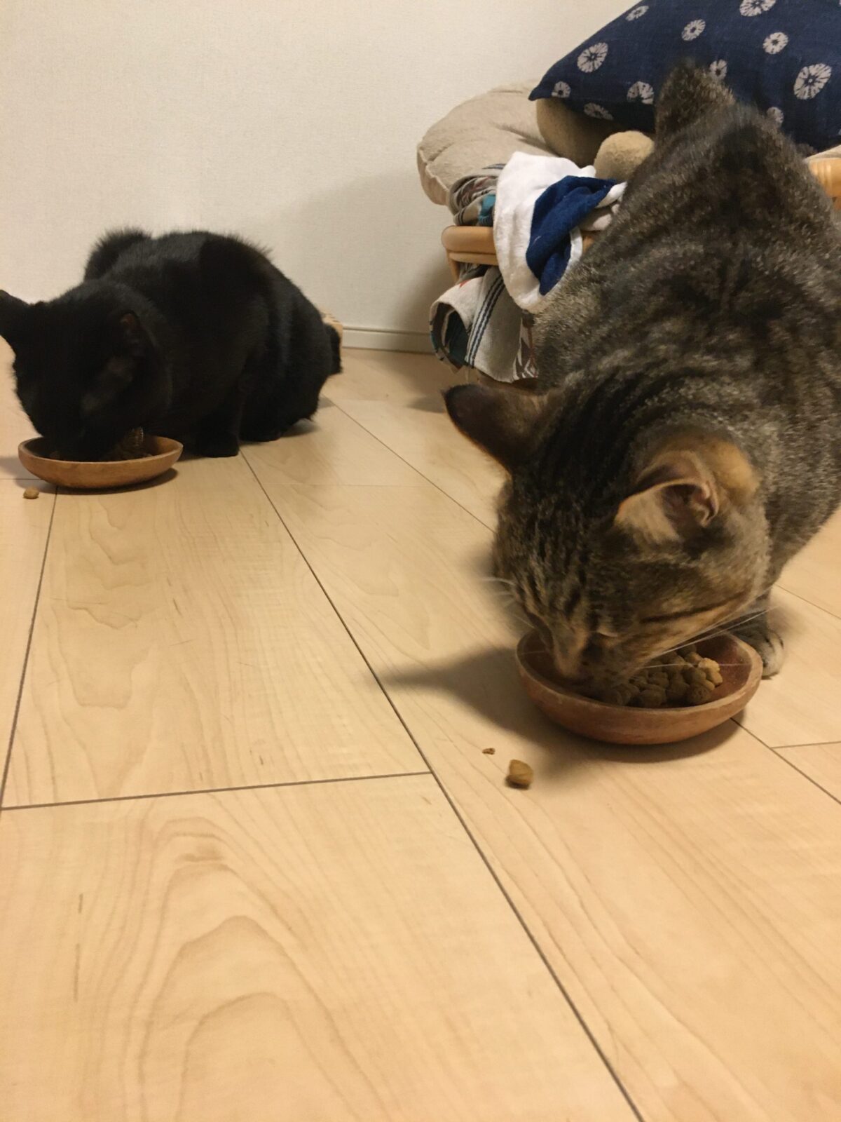 R2.5.23〜24虎之助くん&渚ちゃん⑤