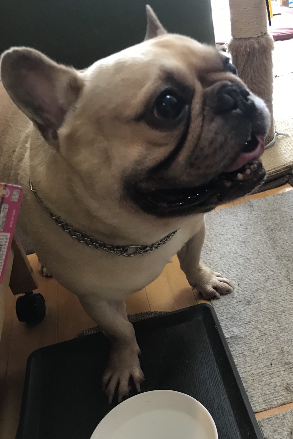 ペットシッター☆福岡市博多区 フレブル金吾君&猫のやえちゃん①