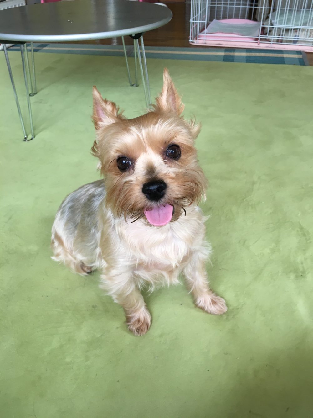 あんこちゃんの飼い主様より嬉しいメール