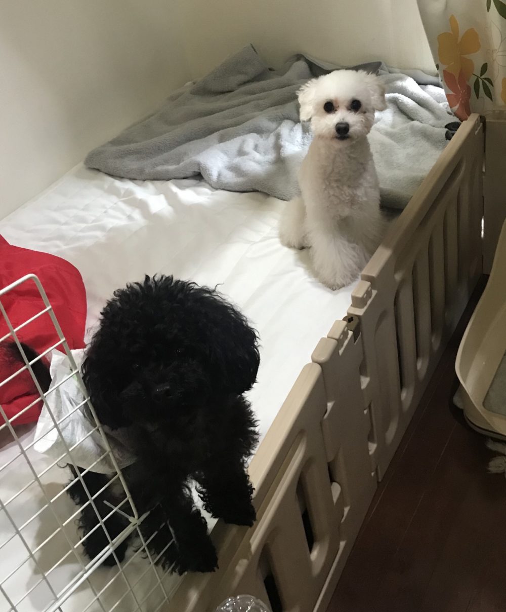 ペットシッター☆ライナー君&ルピ君①