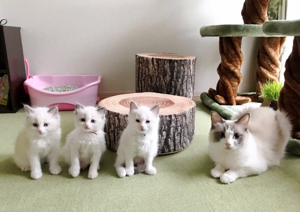 5月5日生まれラグドール子猫☆