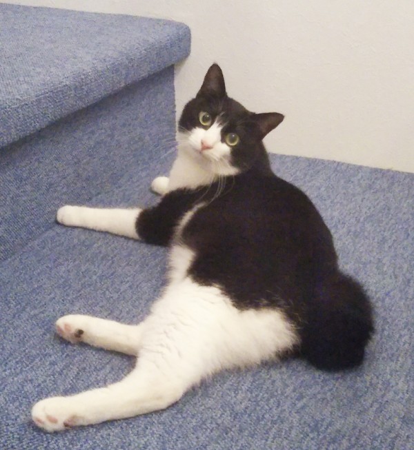 お嬢様ナンシーちゃん☆