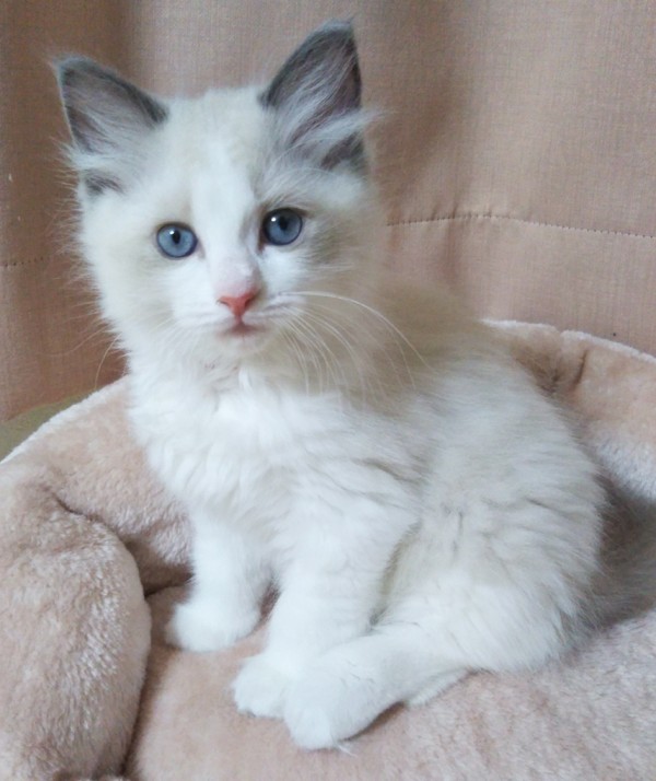 5月5日生まれラグドール子猫販売終了☆