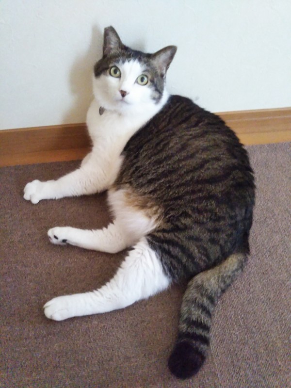 貫禄たっぷり、このちゃん☆