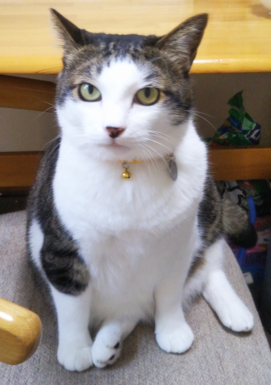 リピートこのちゃん☆