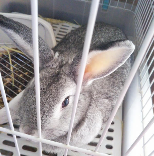 ウサギのぶんちゃん☆