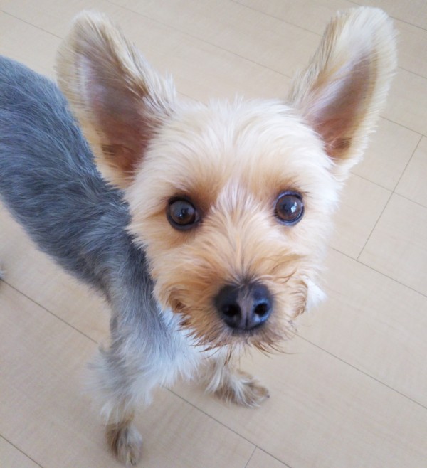 足長ヨーキーのミント君☆