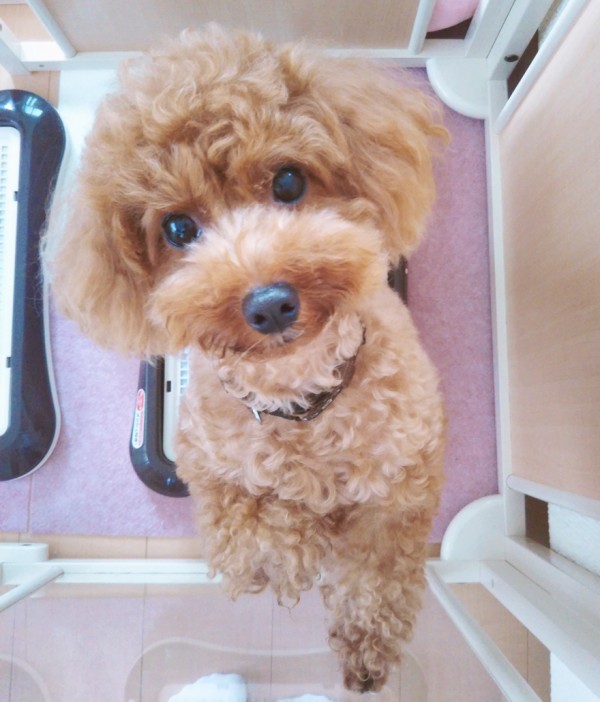 グラデーションカラーのリッツ君☆