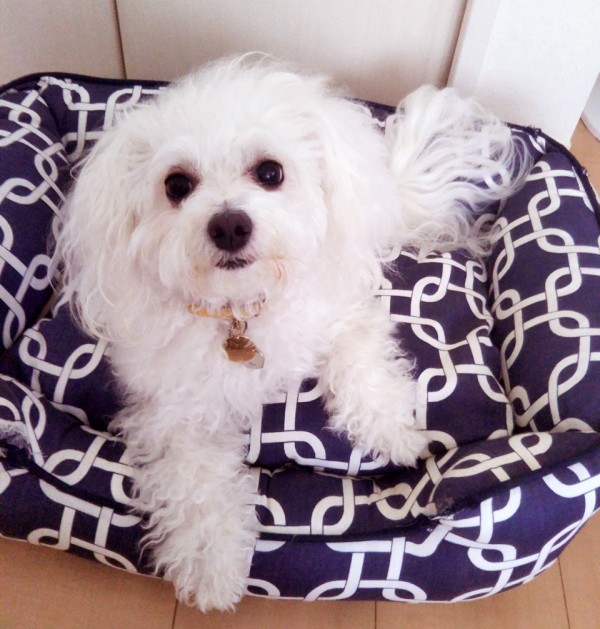 ボロニーズのペルちゃん☆