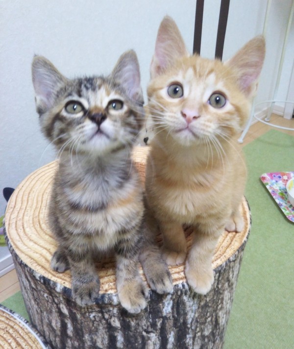 カラスミ君とカズノコちゃん☆