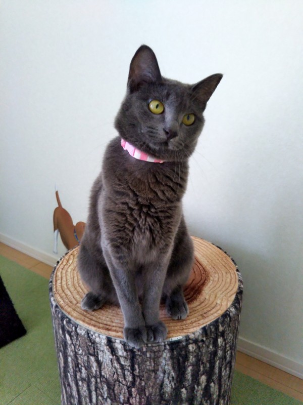 立派な成猫ララちゃん☆