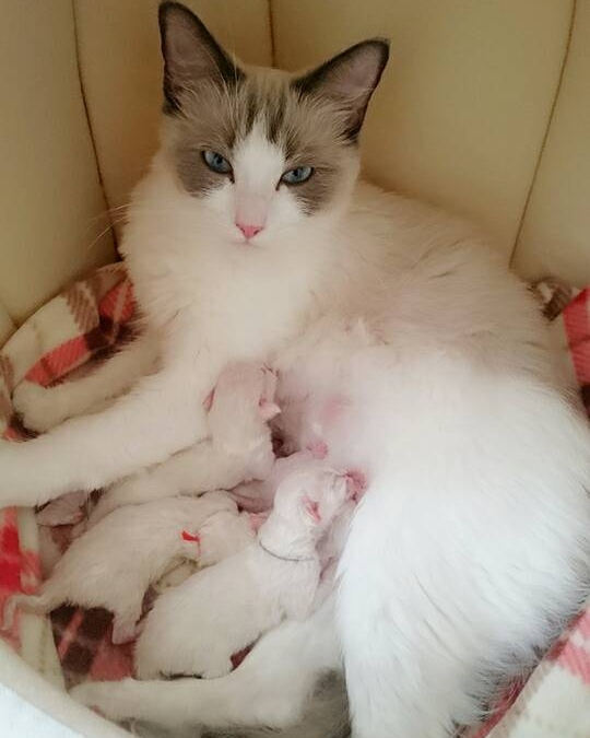 9月24日生まれラグドール子猫☆
