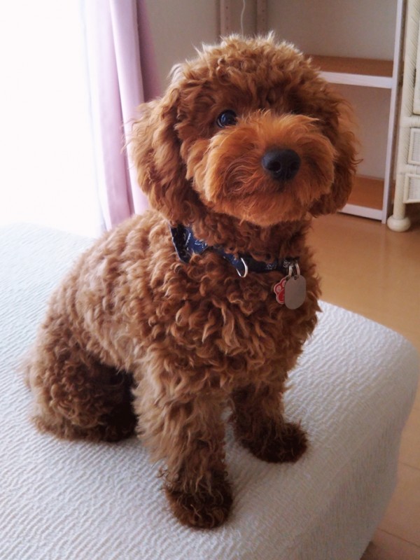 トイプーのチョコ君☆