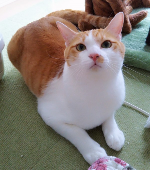 茶トラ白のミッキー君☆