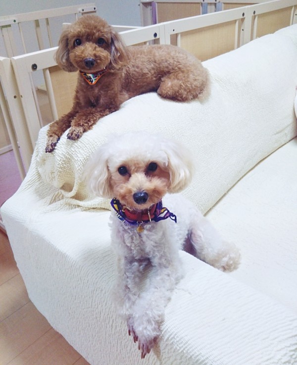 リピートのココちゃん・ルルちゃん☆