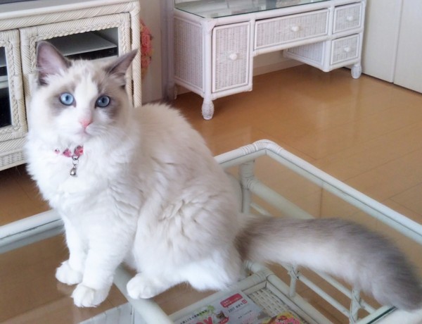 里帰りイーヴァちゃん☆