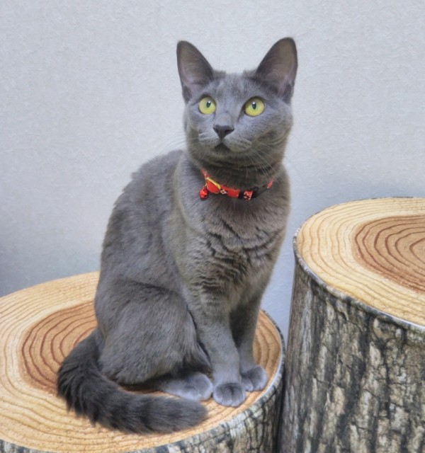 緊急ご宿泊ララちゃん☆