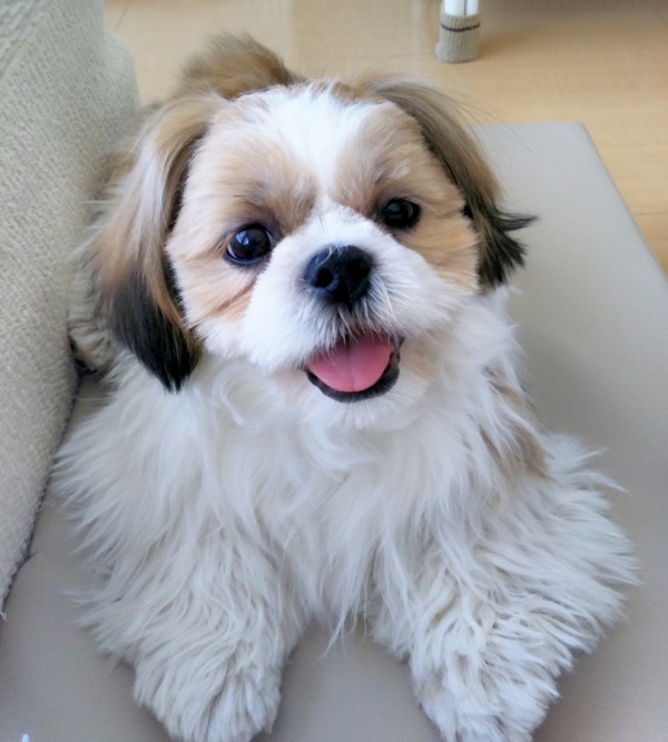 シーズーぐんすけ君☆