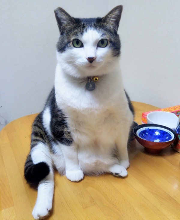 年越しこのちゃん☆