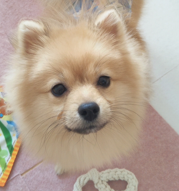 ポメラニアンの虎吉君☆